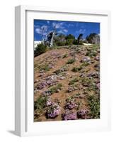 Phlox Wildflowers-Steve Terrill-Framed Photographic Print