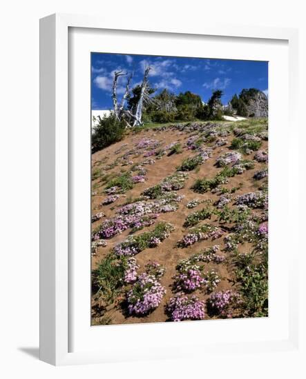 Phlox Wildflowers-Steve Terrill-Framed Photographic Print