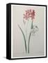 Phlox-Pierre-Joseph Redoute-Framed Stretched Canvas