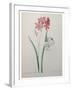 Phlox-Pierre-Joseph Redoute-Framed Art Print