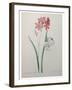 Phlox-Pierre-Joseph Redoute-Framed Art Print