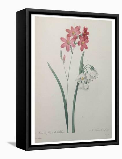 Phlox-Pierre-Joseph Redoute-Framed Stretched Canvas