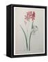 Phlox-Pierre-Joseph Redoute-Framed Stretched Canvas