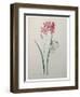 Phlox-Pierre-Joseph Redoute-Framed Art Print