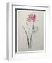 Phlox-Pierre-Joseph Redoute-Framed Art Print