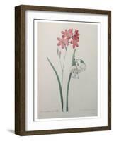 Phlox-Pierre-Joseph Redoute-Framed Art Print