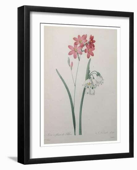 Phlox-Pierre-Joseph Redoute-Framed Art Print