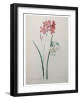 Phlox-Pierre-Joseph Redoute-Framed Art Print