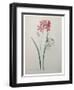 Phlox-Pierre-Joseph Redoute-Framed Premium Giclee Print