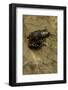 Phlyctimantis Boulengeri-Paul Starosta-Framed Photographic Print