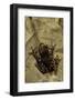 Phlyctimantis Boulengeri-Paul Starosta-Framed Photographic Print