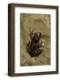 Phlyctimantis Boulengeri-Paul Starosta-Framed Photographic Print