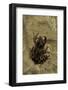 Phlyctimantis Boulengeri-Paul Starosta-Framed Photographic Print