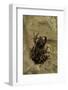 Phlyctimantis Boulengeri-Paul Starosta-Framed Photographic Print