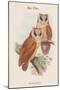 Phodilus Badius - Bay Owl-John Gould-Mounted Art Print