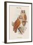 Phodilus Badius - Bay Owl-John Gould-Framed Art Print