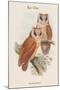 Phodilus Badius - Bay Owl-John Gould-Mounted Art Print