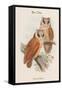 Phodilus Badius - Bay Owl-John Gould-Framed Stretched Canvas