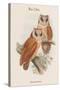 Phodilus Badius - Bay Owl-John Gould-Stretched Canvas