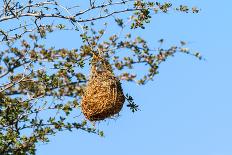 Nest Weaver Bird on Branch-phodo-Photographic Print