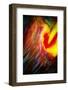 Phoenix 1-Ursula Abresch-Framed Photographic Print