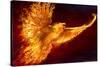 Phoenix Rising by Tom Wood Poster-Tom Wood-Stretched Canvas