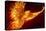 Phoenix Rising by Tom Wood Poster-Tom Wood-Stretched Canvas