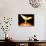 Phoenix-Christian Darkin-Photographic Print displayed on a wall