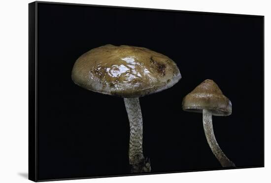 Pholiota Carbonaria-Paul Starosta-Framed Stretched Canvas