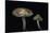 Pholiota Carbonaria-Paul Starosta-Stretched Canvas