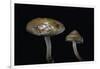 Pholiota Carbonaria-Paul Starosta-Framed Photographic Print