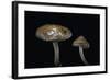 Pholiota Carbonaria-Paul Starosta-Framed Photographic Print