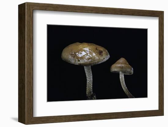 Pholiota Carbonaria-Paul Starosta-Framed Photographic Print
