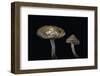 Pholiota Carbonaria-Paul Starosta-Framed Photographic Print