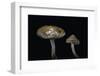 Pholiota Carbonaria-Paul Starosta-Framed Photographic Print