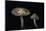 Pholiota Carbonaria-Paul Starosta-Mounted Photographic Print