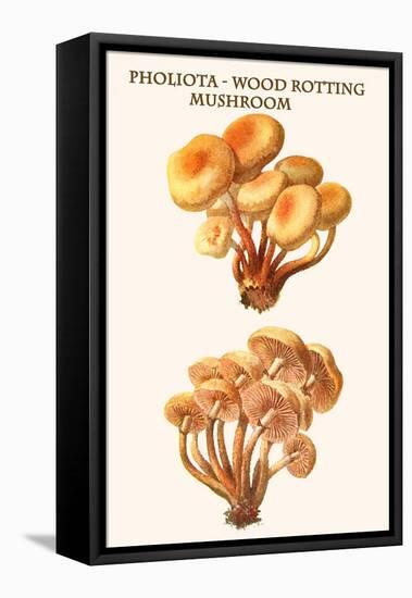 Pholiota - Wood Rotting Mushroom-Edmund Michael-Framed Stretched Canvas