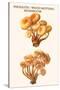 Pholiota - Wood Rotting Mushroom-Edmund Michael-Stretched Canvas