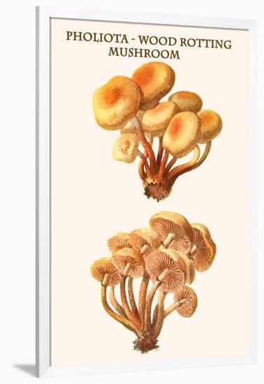 Pholiota - Wood Rotting Mushroom-Edmund Michael-Framed Art Print