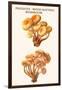 Pholiota - Wood Rotting Mushroom-Edmund Michael-Framed Art Print