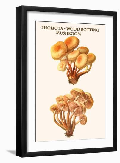 Pholiota - Wood Rotting Mushroom-Edmund Michael-Framed Art Print