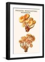 Pholiota - Wood Rotting Mushroom-Edmund Michael-Framed Art Print