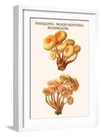 Pholiota - Wood Rotting Mushroom-Edmund Michael-Framed Art Print