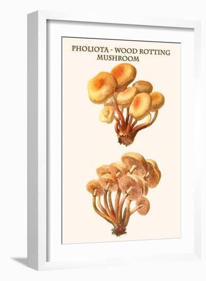 Pholiota - Wood Rotting Mushroom-Edmund Michael-Framed Art Print