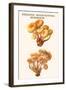 Pholiota - Wood Rotting Mushroom-Edmund Michael-Framed Art Print