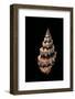 Phos Senticosus-Paul Starosta-Framed Photographic Print