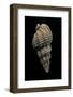 Phos Senticosus-Paul Starosta-Framed Photographic Print