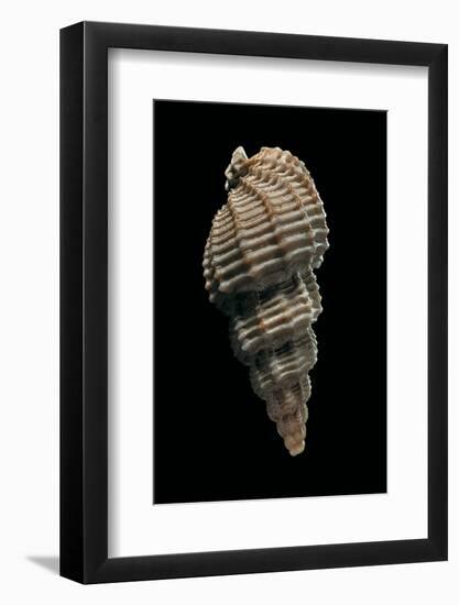 Phos Senticosus-Paul Starosta-Framed Photographic Print