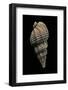 Phos Senticosus-Paul Starosta-Framed Photographic Print