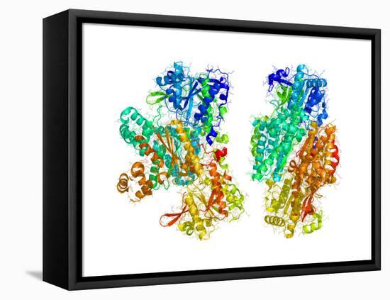 Phosphofructokinase Bacterial Enzyme-Laguna Design-Framed Stretched Canvas